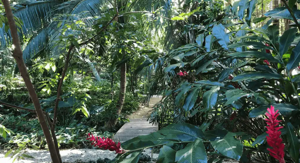 Coco Forest New Things To Do in Barbados
