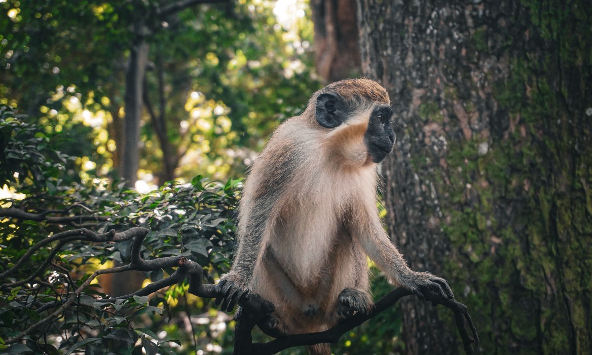 Barbados monkey on branch