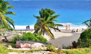 Barbados beach with palm trees